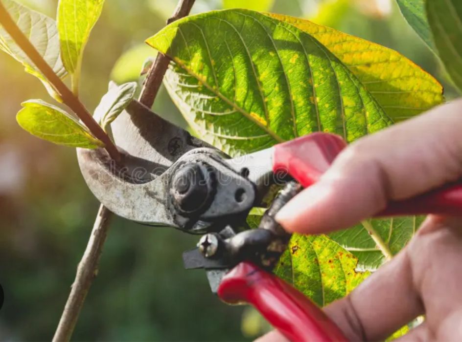 Serviço de jardineiro limpeza de terrenos,  podas  de arvores