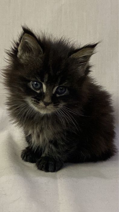 Мальчик мейн кун