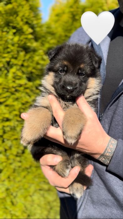 Німецька вівчарка цуценя