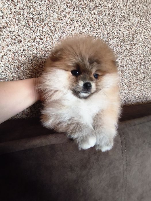 Міні дівчинка померанський шпіц 2,5 міс.