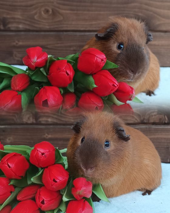 Świnka US Teddy i gładkowłose