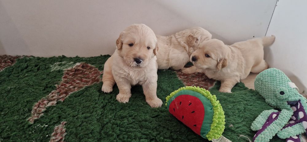 Golden Retriver ZKwP, FCI kremowy piesek