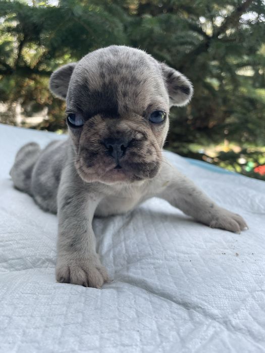 Myszka Buldog Francuski Blue Merl