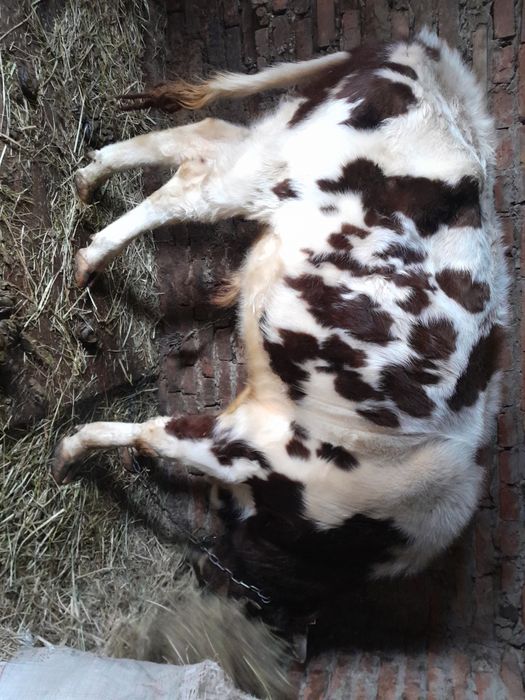 Продам взрослого быка