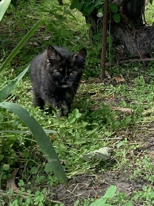 Віддам кішечку у добрі руки ,дружилюбна ,любе гратися,приучєна як до лоточка так і до вулиці
