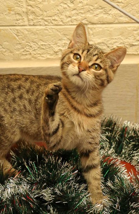 Кошеня, хлопчик, смуужечка на смуужечці