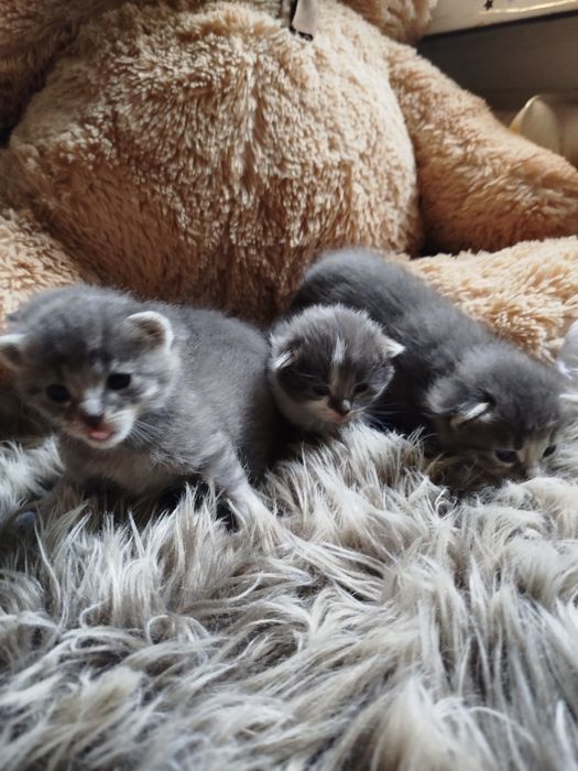 Кошенята в добрі руки