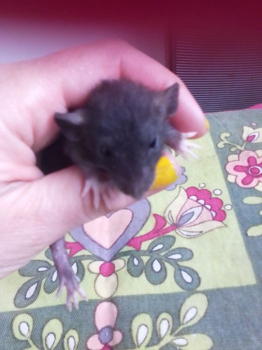 Продам декоративных крысят Рекс и  Дабл рекс