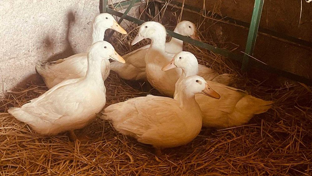 Sprzedam Kaczki Pekin