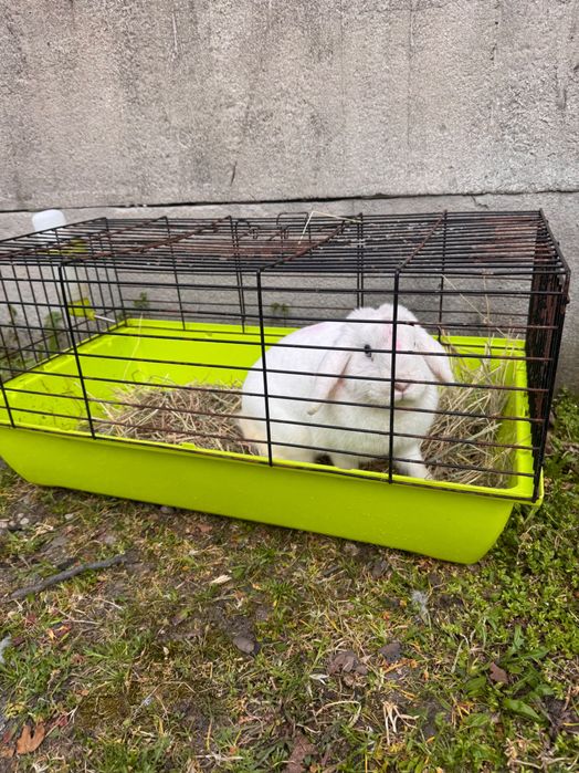 Sprzedam królika + klatkę