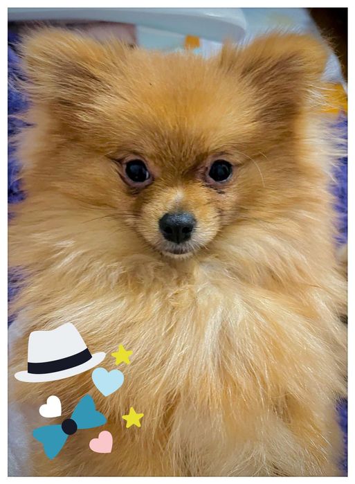 Померанський шпіц