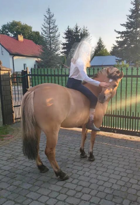 Piękna 4 letnia klacz na sprzedaż    (BARDZO PILNA SPRZEDAŻ!!)