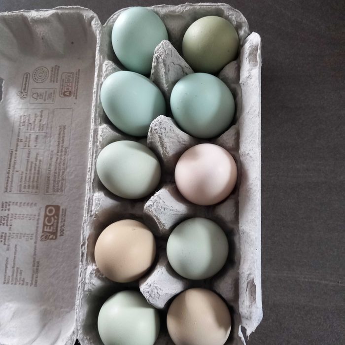 Jajka lęgowe mix