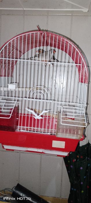 Gaiola +casalandarins