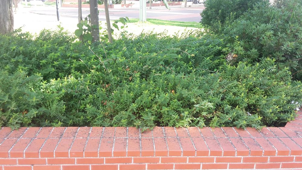 Profissionais de jardinagem