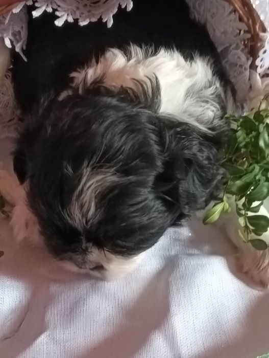 Sunia Rasy Shih Tzu  wesoła