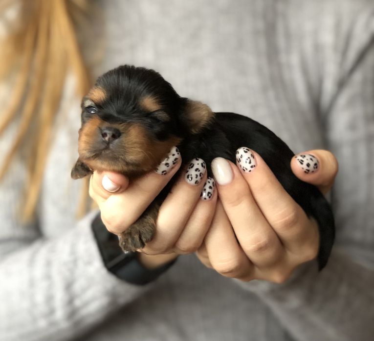 Цуценята йорка міні і мілкий стандарт