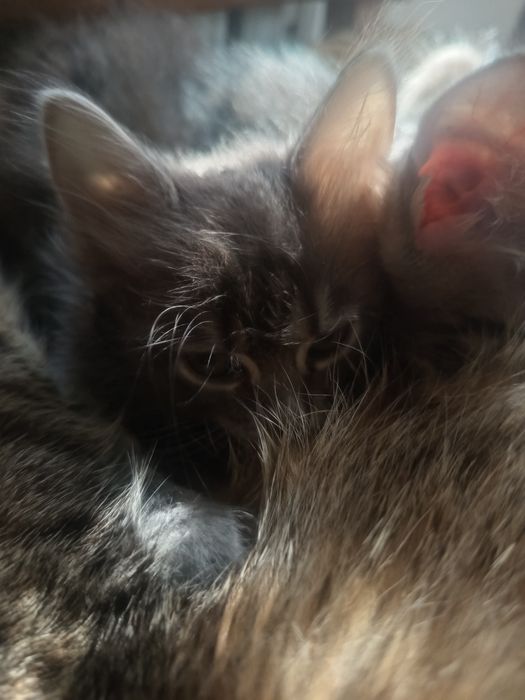 Отдам котят в хорошие руки