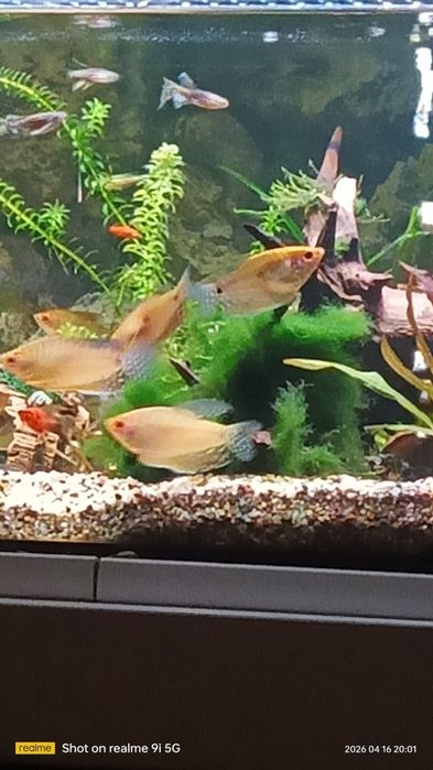 Zamienię Gurami złote na mieczyki