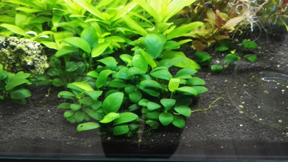 Pack de plantas para aquário - 3, 5, 9 ou 15 espécies