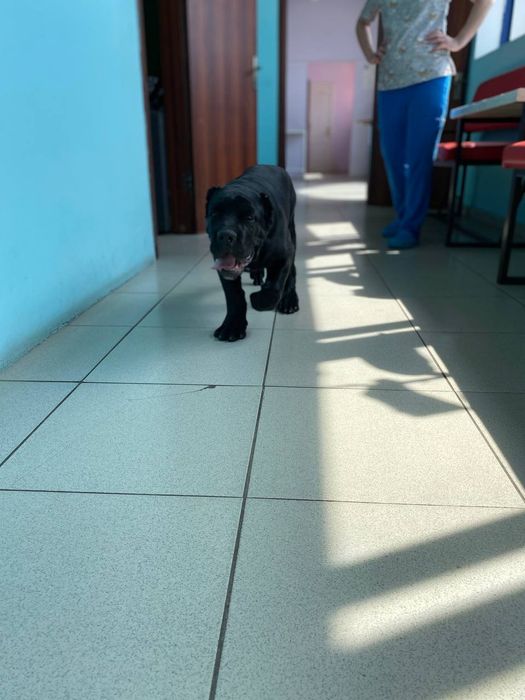 Перетримка тварин