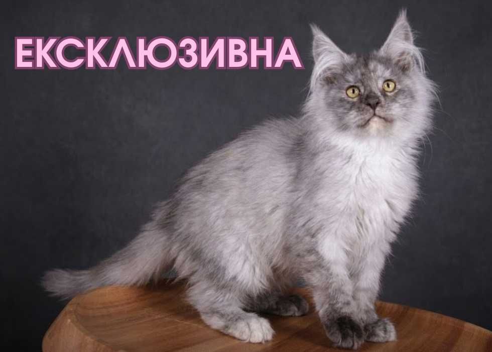 Крупна дівчинка породи Мейн-кун‼️ Купити кошенят породи Мейн-кун