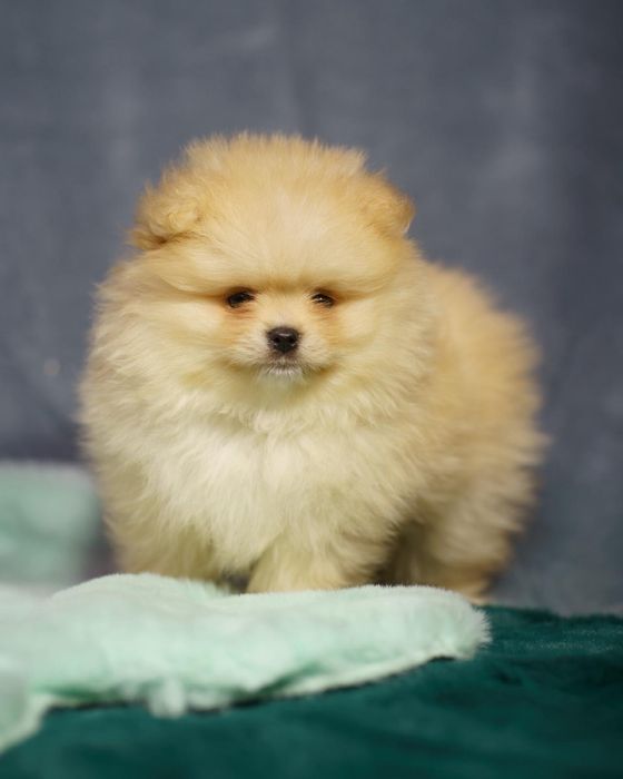 Pomeranian piesek