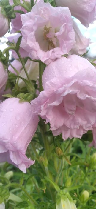 Колокольчики махрові (насіння 5грамм)