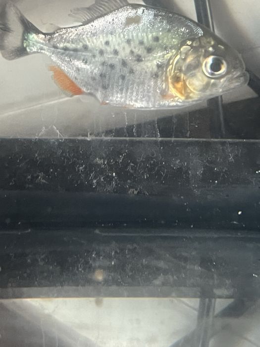Verdadeira Piranha vermelha 4/5cm!!