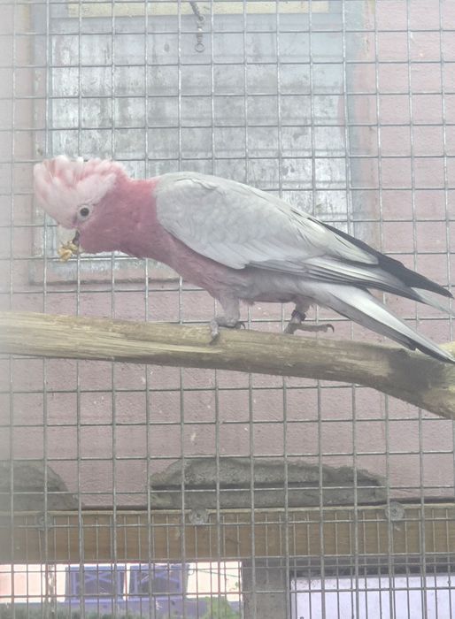 Cacatua  galah casal