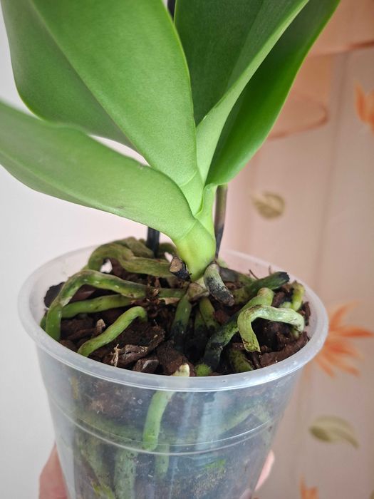 Фаленопсіс ambiance орхідея мультіфлора