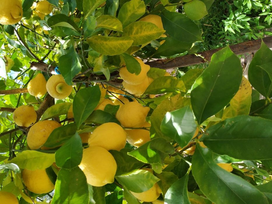 Limão / Limões biológicos de Qualidade (1 kg)