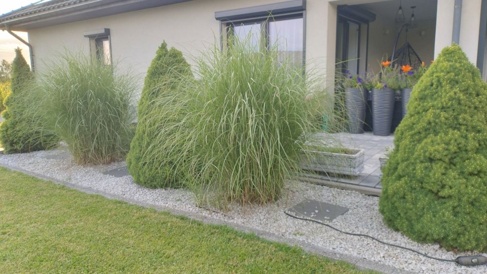 10 sztu. Miskant chiński Gracillimus. Trawa ozdobna