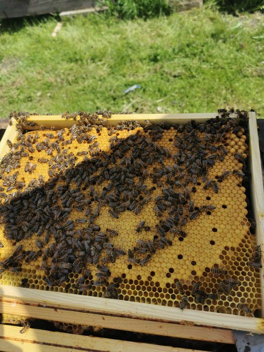 Odkłady pszczele 2026