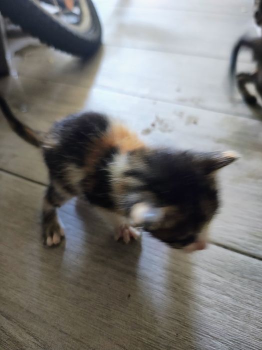 Gatinhos recém nascido