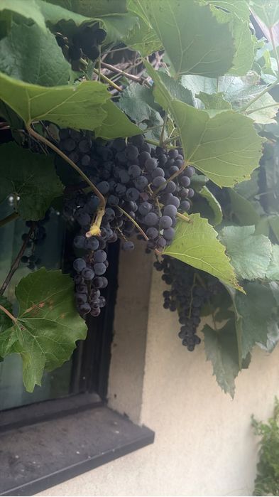 Winogrona ciemne.