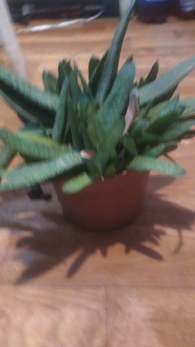 Гастерия большой куст