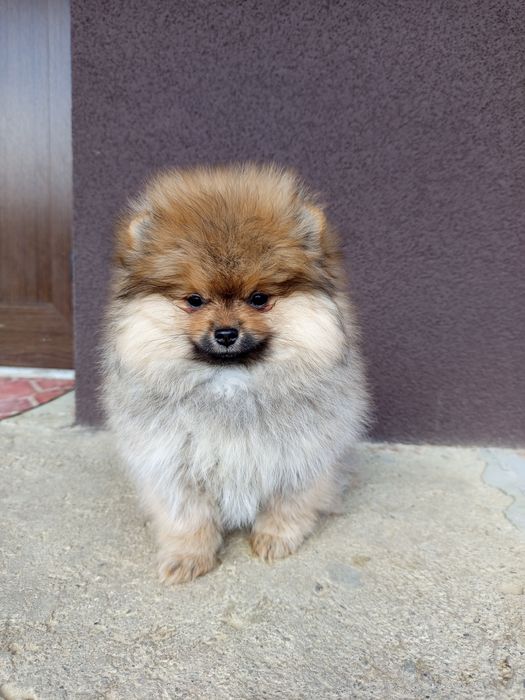 Неймовірна дівчинка шоу классу