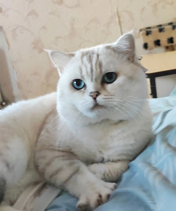 Шикарный клубный котик шиншилла поинт вязка