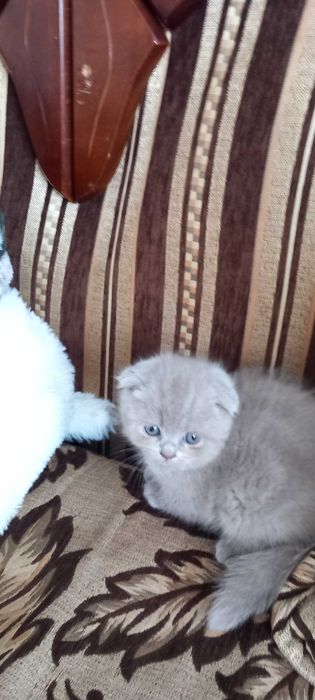 Продаюся котики дата н.р. 15.04.2024