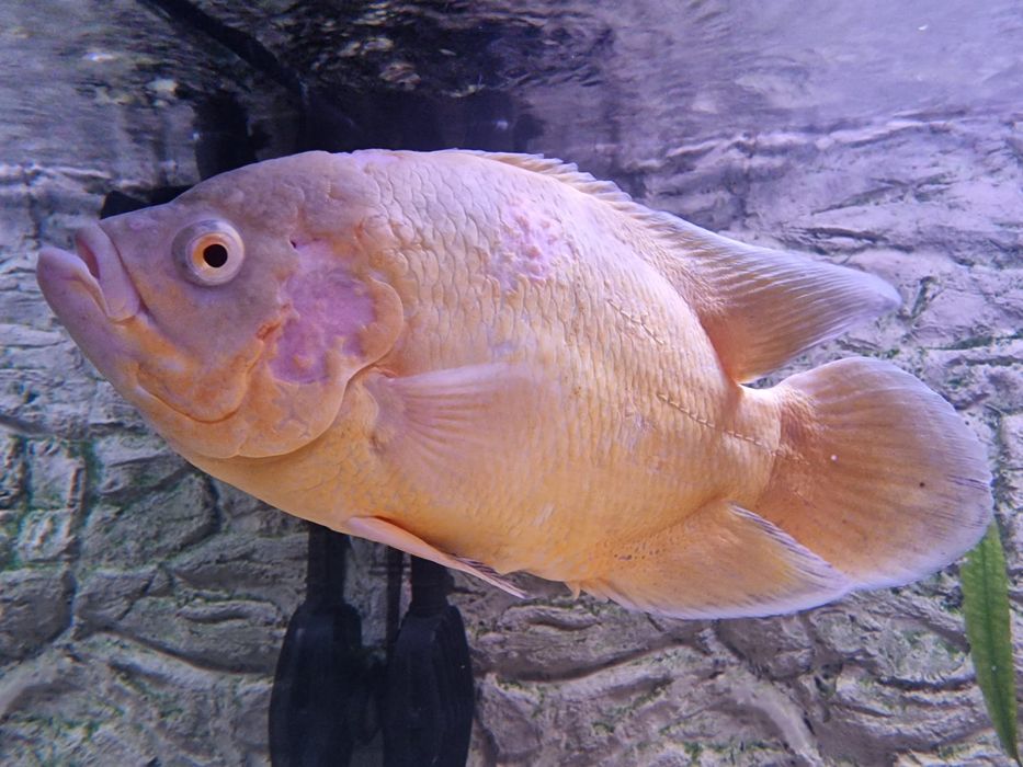 Pielęgnica pawiooka