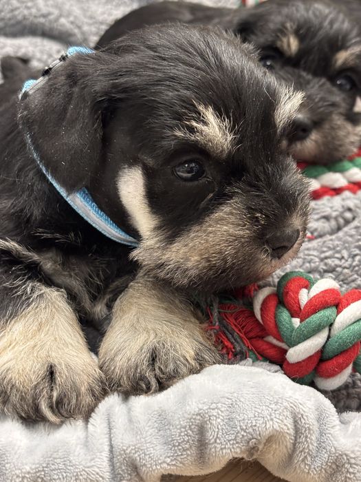 Sznaucer miniaturowy piesek Film