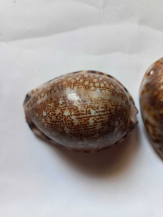 Рапан/мушля/ракушки,акваріум,епоксидна смола, сувенір,hand made