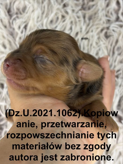 Yorkshire Tetrier, choco sable merle
