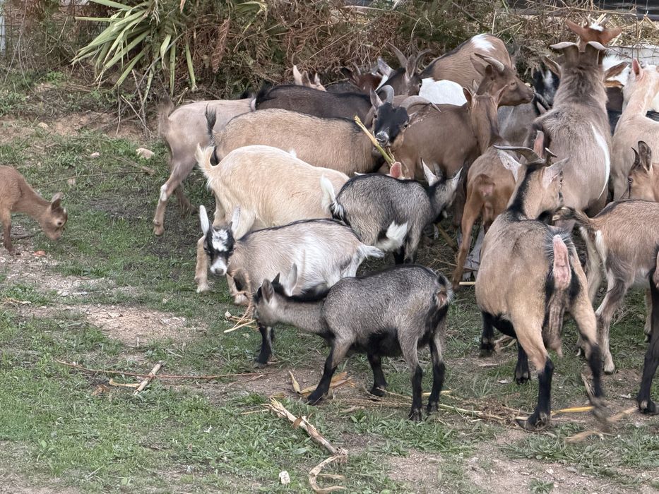 Cabras anas(machos e femeas)