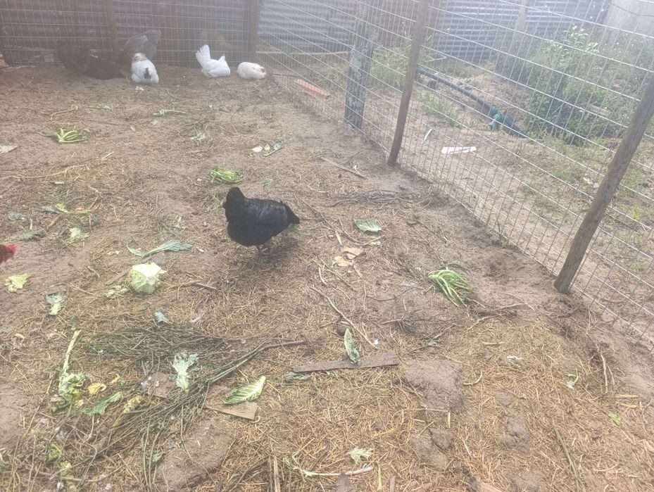 Galinhas patos  perus vendo