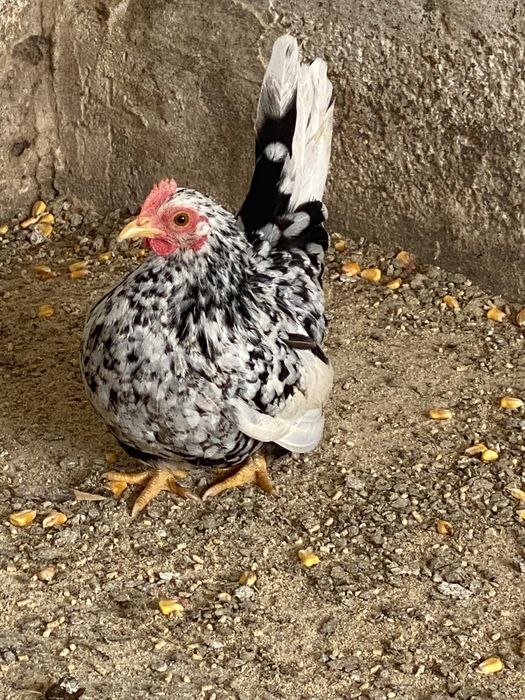 Garnizas nagasaki de varias cores