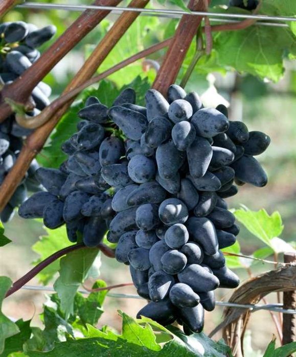 Videira de Uvas dedo de bruxa Compridas Tintas - Apenas envios