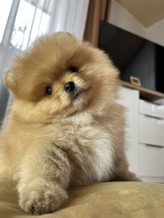 Міні померанські шпіцулі