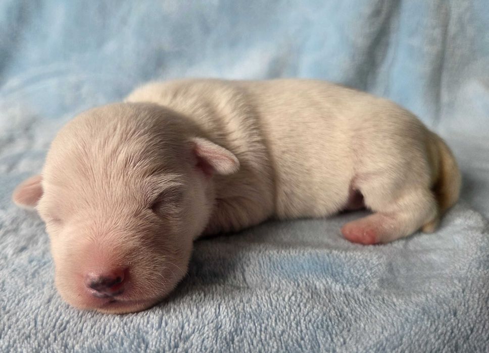 Jack Russell Terrier piesek gładkowłosy 3#